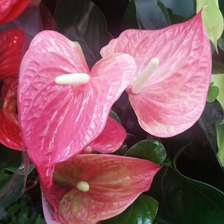Pianta appartamento anthurium Rosa durano tantissimo