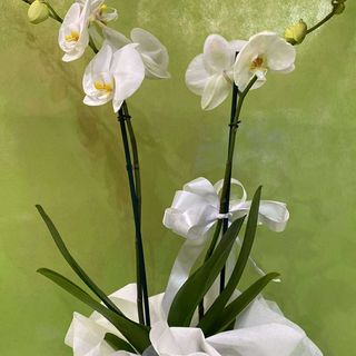 Orchidea phalaenopsis