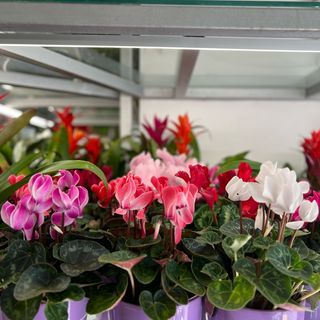 Cyclamen