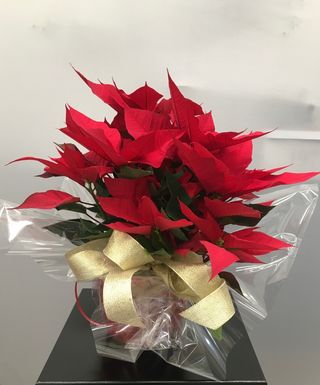 Poinsetia con macetero