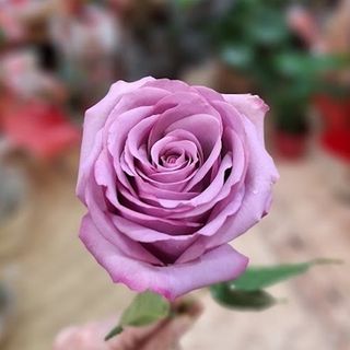 Rosa Malva suelta (unidad)