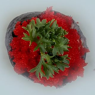 Тобико 1 шт