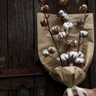 Bukiet bawełna