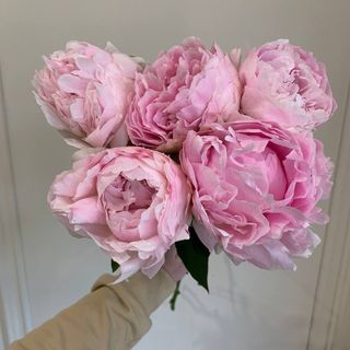 Букет з 5 півоній Sara Bernhardt