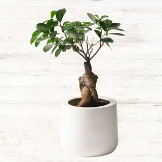 Ficus ginseng