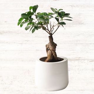 Ficus ginseng