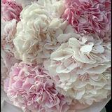 ჰოლანდიური ჰორტენზია 5 ტოტი (თეთრი და ვარდისფერი ფერი)