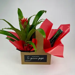 Bromelia + Cerveza