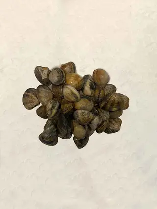 Almeja Cultivo (300 Gr.)