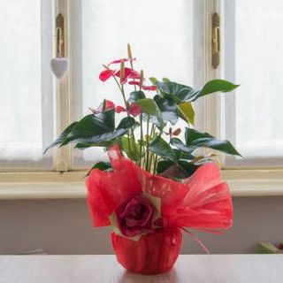 Anthurium