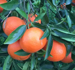 Clementine