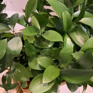 Paquete de Ruscus