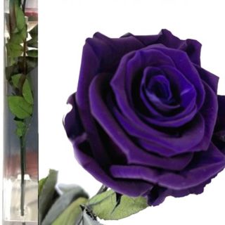 Rosa Eterna Lila oscuro 35cm en su Estuche.