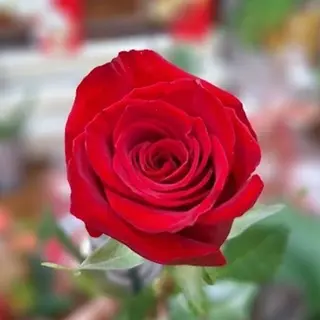 Rosa Roja  (unidad)