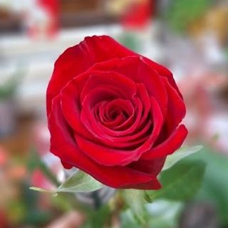 Rosa Roja suelta (unidad)