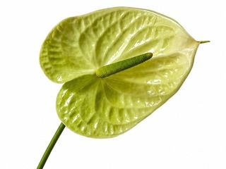Anthurium Green