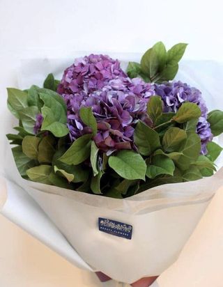 ჰორტენზია