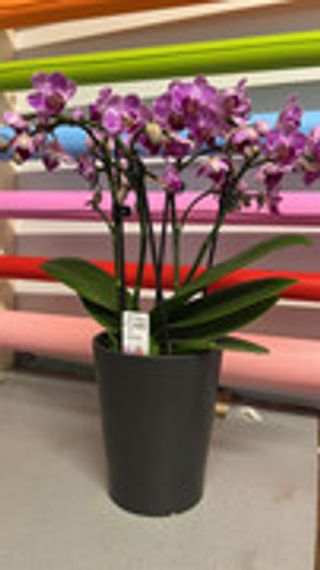 ORCHIDEA VIOLA