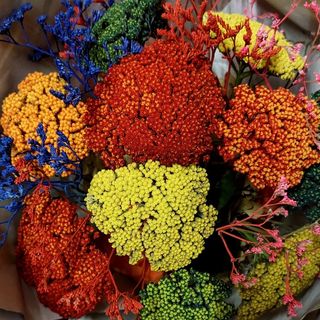 Fiori secchi colorati Con insieme fiori di limoni colorato