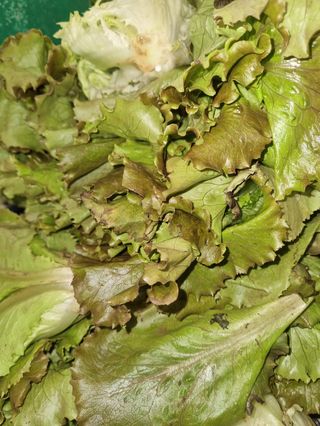 Insalata canasta al kg