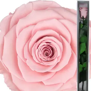 WIECZNA RÓŻA premium różowa długa + eleganckie opakowanie 