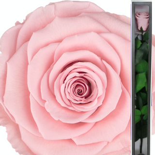 WIECZNA RÓŻA premium różowa długa + eleganckie opakowanie 