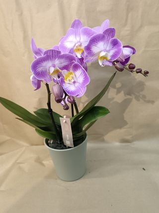 Phalenopsis 2 rami 