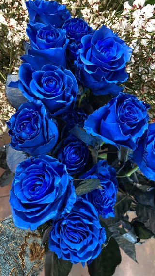 5 rose blu a gambo lungo ben confezionate 