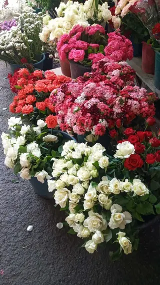 Douze Roses 