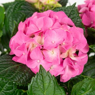 Ortensia rosa singola