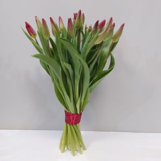 Tulipany czerwone 25 szt