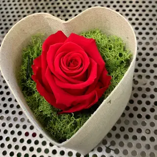 Cuore con rosa Rossa Grande Stabilizzata 