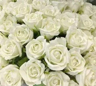 Mazzo di 21  Avalach rose bianche