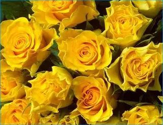  Rose gialle in Bouquet
