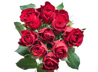 9 Рози, червени | 1 pieces