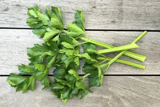 VERDEATA-LEUSTEAN (leg)