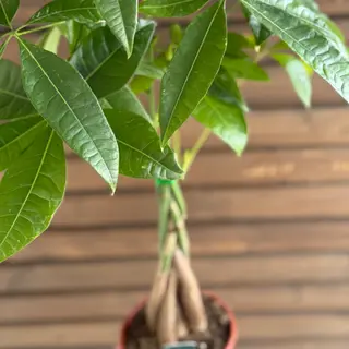 Arborele banilor - 60 cm