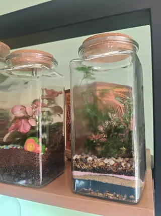 Terrarium medi con fittonie 