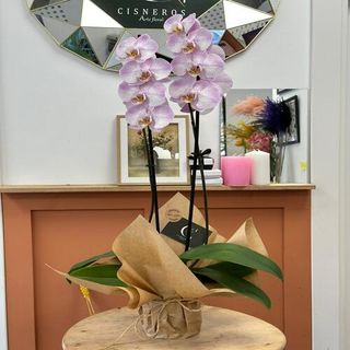 Orquídea Tonos Rosa