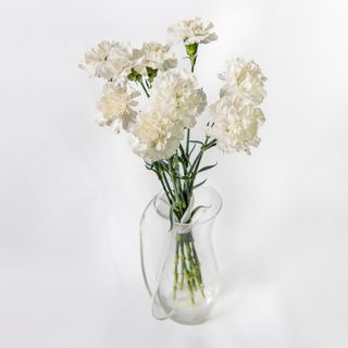 Bukiet z goździków 