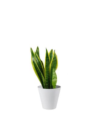 Sanceveria