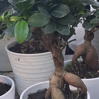 Pianta di bonsai media