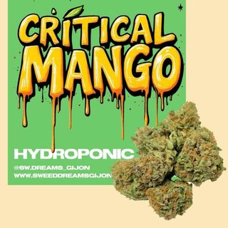 Critical Mango Hidroponica 1G