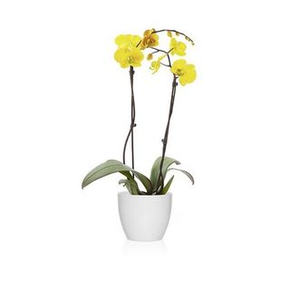 Phalaenopsis Amarilla 2 Varas
