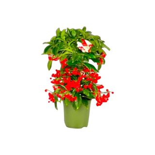 Vaso Ardisia