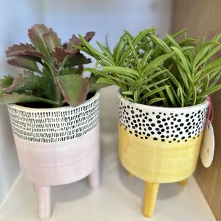 Sukulent w kolorowej doniczce na nóżkach