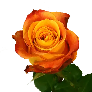 Róża herbaciana