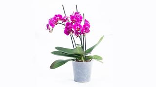 Orhideja multi ciklama