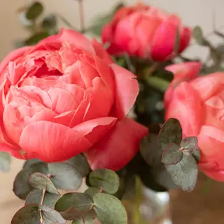 Ramo de 3 Peonias fucsias y eucalipto especial día de la madre