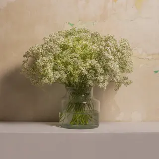 Ramo De Paniculata 